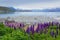 Purple lupin flowers growing by Lake Tekapo in New Zealand