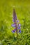 Purple Lupin flowers, Lupinus arcticus, in green field, backit by warm hazy morning springtime sunlight.