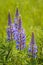 Purple Lupin flowers, Lupinus arcticus, in green field, backit by warm hazy morning springtime sunlight.