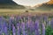 Purple lupin full bloom condition with Mt. Cook background during sunrise