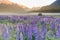 Purple lupin full bloom flower with morning tone and mountain background