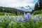 Purple lupin wildflowers in the remote Delta Mountains of Alaska