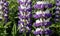 Purple lupine