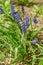 Purple lupine