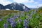 Purple Lupine Bloom in Alpine Meadow in North Cascades