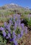 Purple Lupine bloom in the foreground of snow capped mountains.