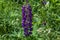 Purple Lupine in bloom in Yampa Valley Botanical Gardens