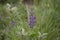 Purple lupine blossom at meadow in summer