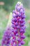 Purple Lupine flower Lupinus polyphyllus