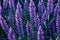 Purple lupine flowers on a dark background,  Nature