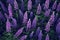 Purple lupine flowers in the garden,  Floral background