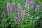 Purple lupine flowers in the garden,  Spring background