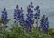 Purple Lupine in Foreground of Montana Lake