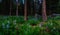 Purple Lupine Forest, Washington State