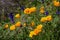 Purple Lupine and godlen California Poppies grownin a green fiel