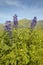 Purple lupine and green grass in spring hills of Figueroa Mountain near Santa Ynez and Los Olivos, CA