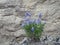 Purple lupine plant in rock