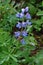 purple Lupine wild flowers