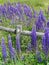 Purple lupines along a rail fence