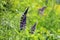 Purple lupines blooming in a mountain meadow