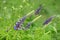 Purple lupines blooming in a mountain meadow