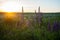 Purple lupines among green grass at the sunset