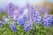 Purple lupines in springtime