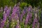 Purple lupins - beautiful spring flowers blooming in a field near the forest, background. Nature outdoors