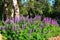 Purple lupins in a birch forest among the trunks on a summer day