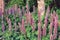 Purple lupins in a birch forest among the trunks on a summer day