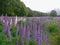 Purple lupins flower full blooming in autumn season