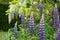 Purple lupins in the foreground, white wisteria behind, at St John\\\'s Lodge Garden, Regent\\\'s Park, London