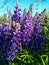 purple lupins on a summer day