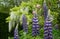 Purple lupins and white wisteria at St John\\\'s Lodge Garden, located in the Inner Circle at Regent\\\'s Park, London UK.