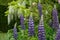 Purple lupins and white wisteria at St John\\\'s Lodge Garden, located in the Inner Circle at Regent\\\'s Park, London UK.
