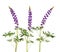 Purple Lupinus, commonly known as lupin or lupine. Isolated