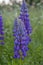 Purple lupinus field close up