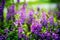 the Purple Lupinus fields in green fields