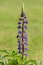 Purple lupinus flowers in summer meadow