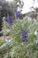 Purple Lupinus pilosus Flowers