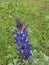 Purple Lupinus pilosus Flowers