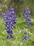 Purple Lupinus pilosus Flowers