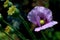 Purple macro poppy flower