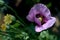 Purple macro poppy flower