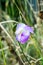 Purple Macroptilium lathyroides flower in garden