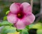 Purple Magenta Colored Garden Flower with Five Petals