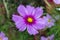 Purple and magenta cosmos flower