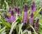 Purple and magenta flower spikes of Pineapple Lily, Eucomis `Joy`s Purple`, in garden border. Raindrops on leaves.