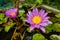 Purple magenta lotus flower or Water lilies in a pond