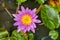 Purple magenta lotus flower or Water lilies in a pond